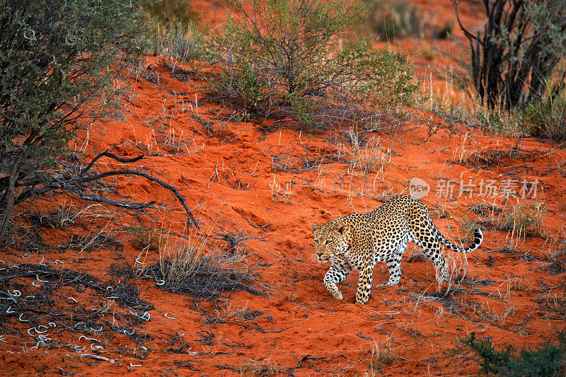 豹子，Panthera pardus，走在橙红色的沙滩上。博茨瓦纳卡拉加迪沙漠中的非洲豹。艺术野生自然，猫在荒野。野生斑点猫在野外。非洲的狩猎之旅。